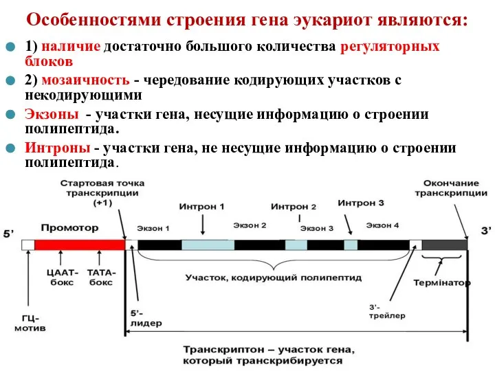 Особенностями строения гена эукариот являются: 1) наличие достаточно большого количества регуляторных блоков