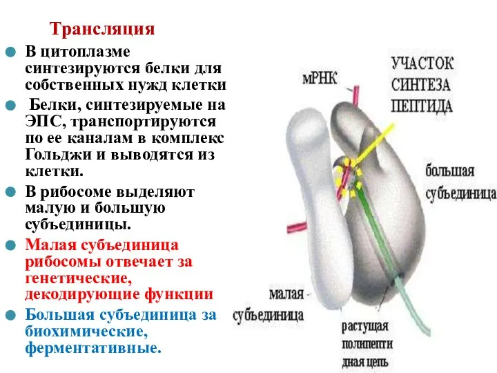 Трансляция В цитоплазме синтезируются белки для собственных нужд клетки Белки, синтезируемые на