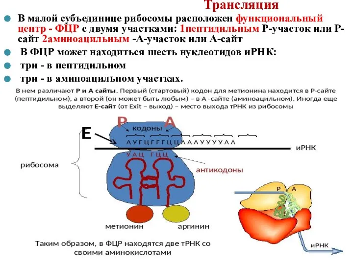 Трансляция В малой субъединице рибосомы расположен функциональный центр - ФЦР с двумя