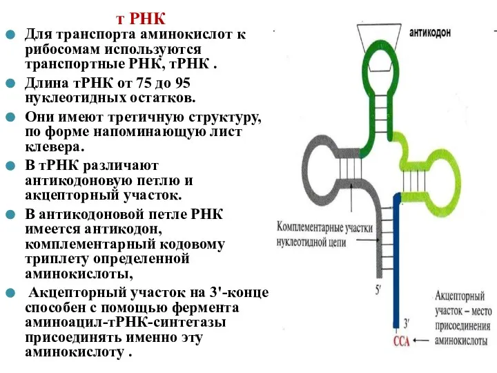 т РНК Для транспорта аминокислот к рибосомам используются транспортные РНК, тРНК .