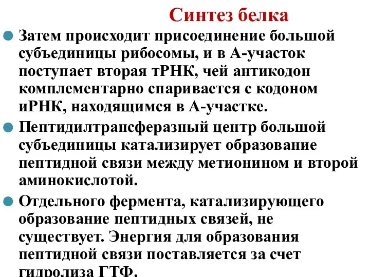 Синтез белка Затем происходит присоединение большой субъединицы рибосомы, и в А-участок поступает