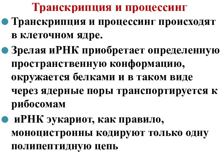 Транскрипция и процессинг Транскрипция и процессинг происходят в клеточном ядре. Зрелая иРНК