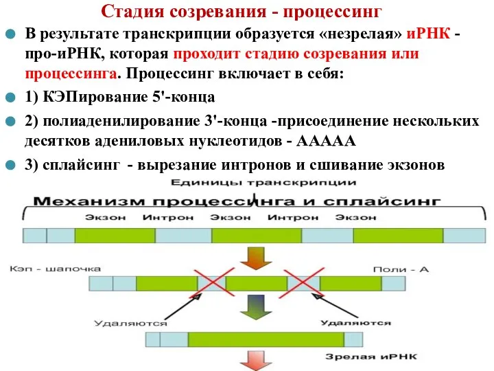 Стадия созревания - процессинг В результате транскрипции образуется «незрелая» иРНК - про-иРНК,