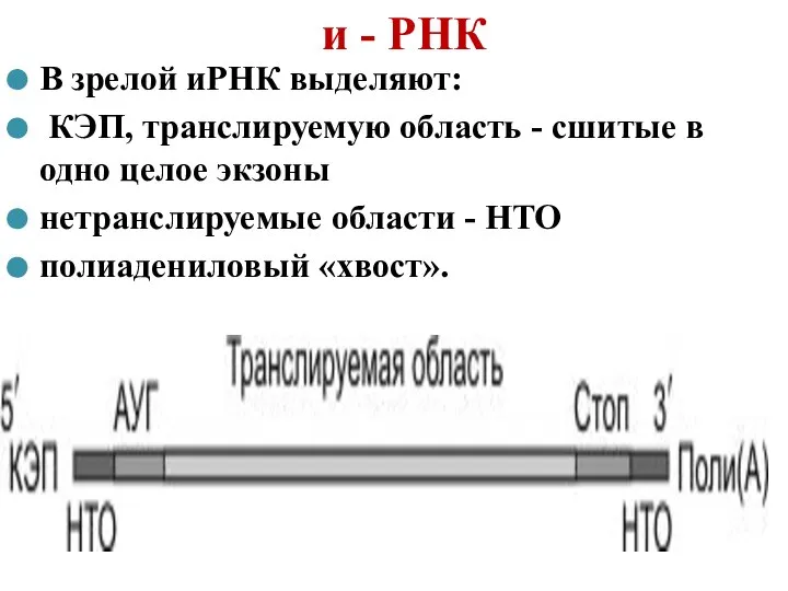 и - РНК В зрелой иРНК выделяют: КЭП, транслируемую область - сшитые