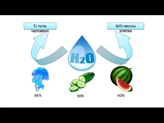 ⅔ тела человека 80% массы клетки 99% 90% 90%