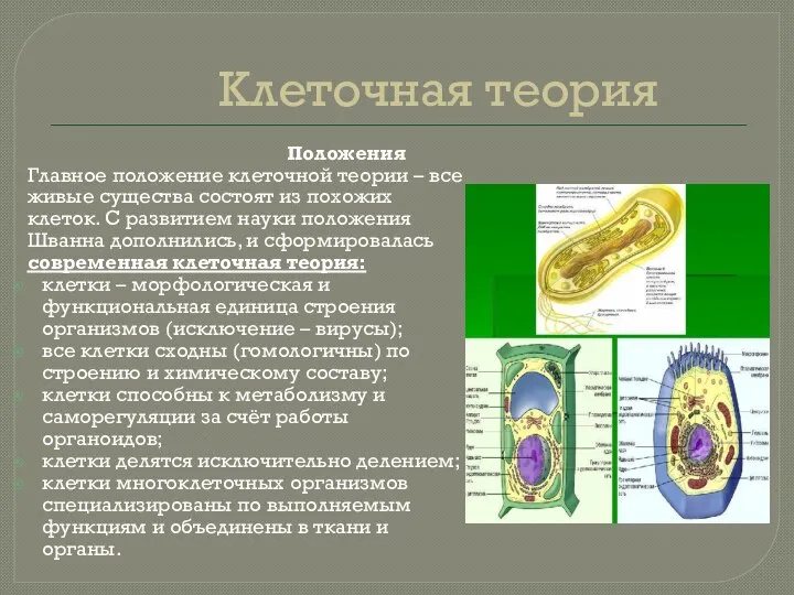 Клеточная теория Положения Главное положение клеточной теории – все живые существа состоят