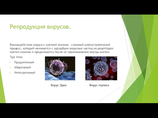 Репродукция вирусов. Взаимодействие вируса с клеткой хозяина – сложный многоступенчатый процесс, который