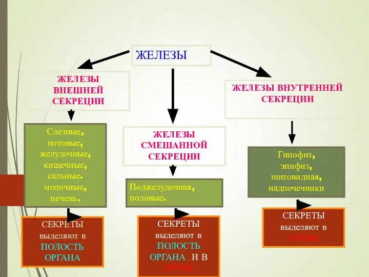 ЖЕЛЕЗЫ ЖЕЛЕЗЫ ВНЕШНЕЙ СЕКРЕЦИИ ЖЕЛЕЗЫ ВНУТРЕННЕЙ СЕКРЕЦИИ ЖЕЛЕЗЫ СМЕШАННОЙ СЕКРЕЦИИ Слезные, потовые,