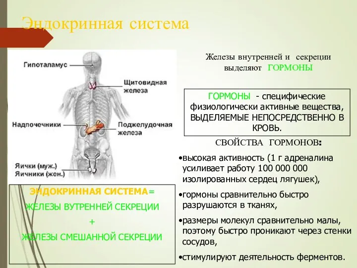 Эндокринная система Железы внутренней и секреции выделяют ГОРМОНЫ ГОРМОНЫ - специфические физиологически