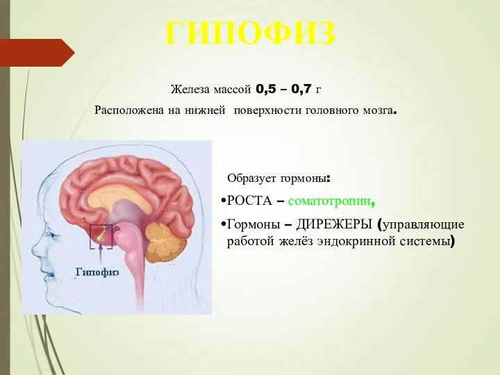 ГИПОФИЗ Железа массой 0,5 – 0,7 г Расположена на нижней поверхности головного