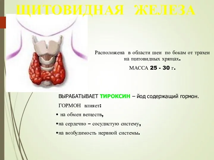 ЩИТОВИДНАЯ ЖЕЛЕЗА Расположена в области шеи по бокам от трахеи на щитовидных