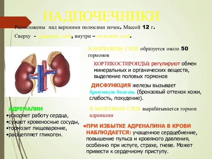 НАДПОЧЕЧНИКИ Расположены над верхними полюсами почек. Массой 12 г. Сверху - корковый