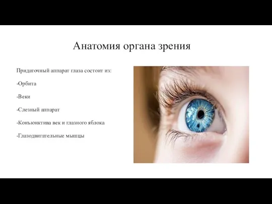 Анатомия органа зрения Придаточный аппарат глаза состоит из: -Орбита -Веки -Слезный аппарат
