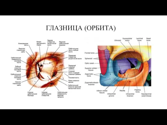 ГЛАЗНИЦА (ОРБИТА)