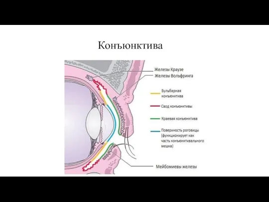 Конъюнктива