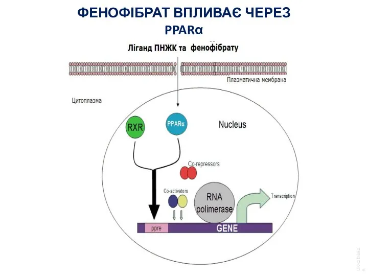 ФЕНОФІБРАТ ВПЛИВАЄ ЧЕРЕЗ PPARα UKR2136828