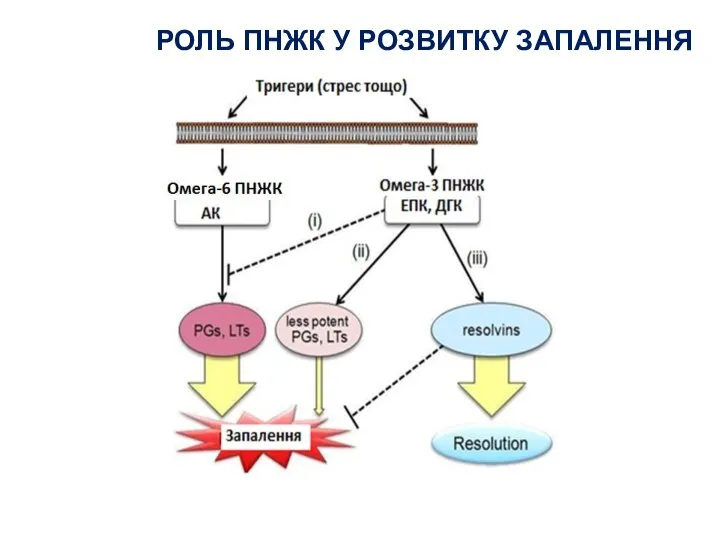 РОЛЬ ПНЖК У РОЗВИТКУ ЗАПАЛЕННЯ