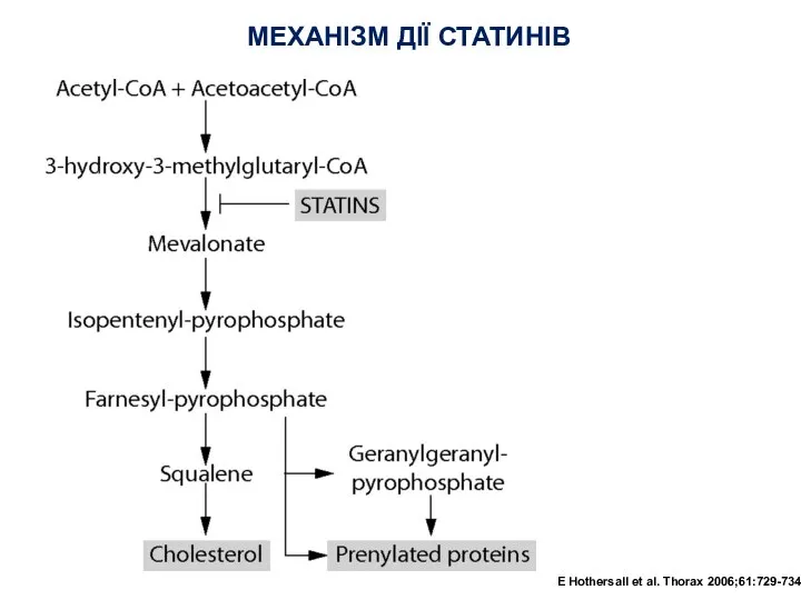 МЕХАНІЗМ ДІЇ СТАТИНІВ E Hothersall et al. Thorax 2006;61:729-734