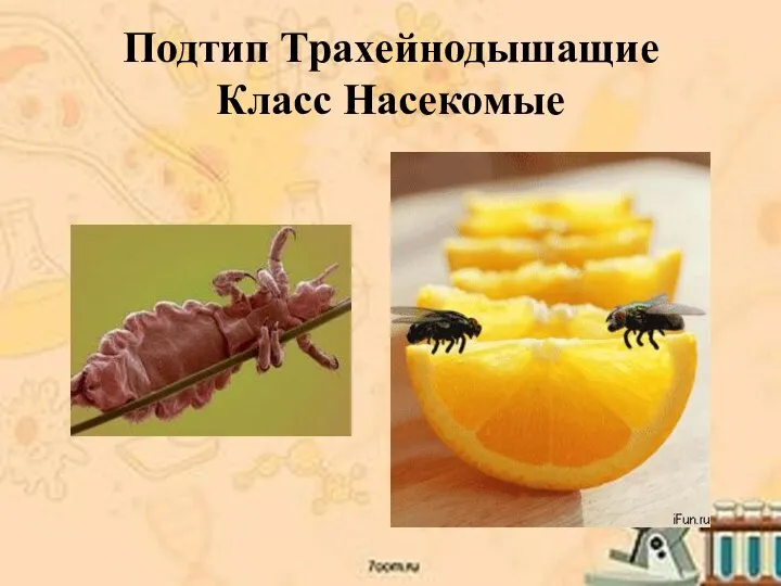 Подтип Трахейнодышащие Класс Насекомые