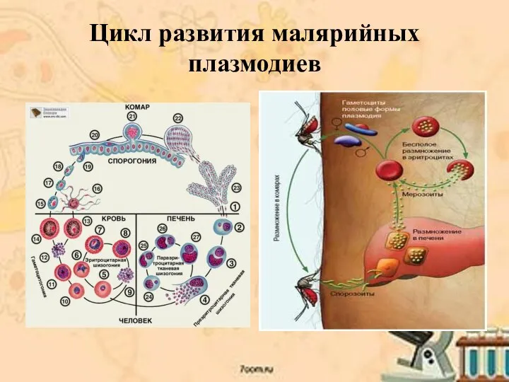 Цикл развития малярийных плазмодиев