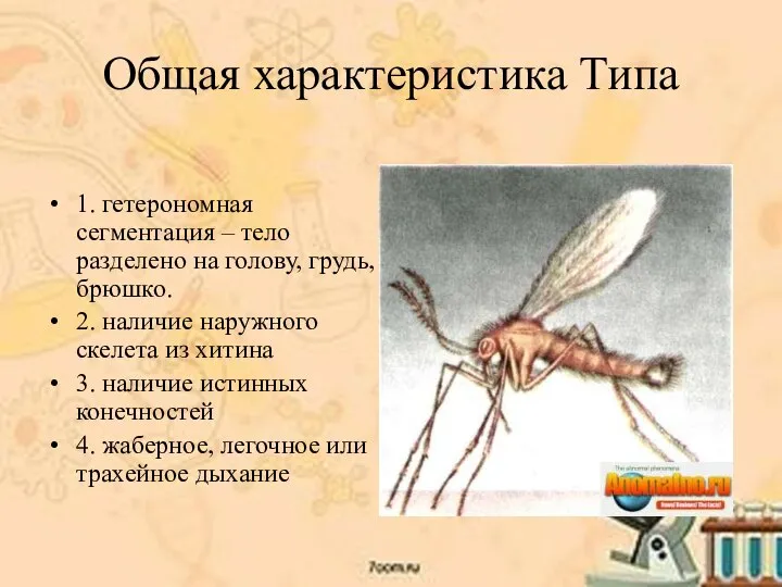 Общая характеристика Типа 1. гетерономная сегментация – тело разделено на голову, грудь,