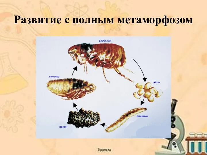 Развитие с полным метаморфозом