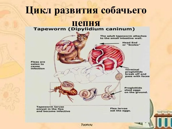 Цикл развития собачьего цепня