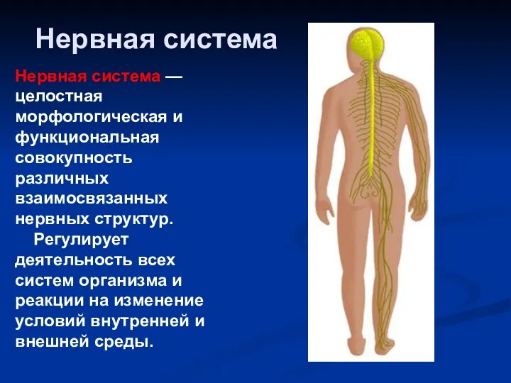 Нервная система Нервная система — целостная морфологическая и функциональная совокупность различных взаимосвязанных