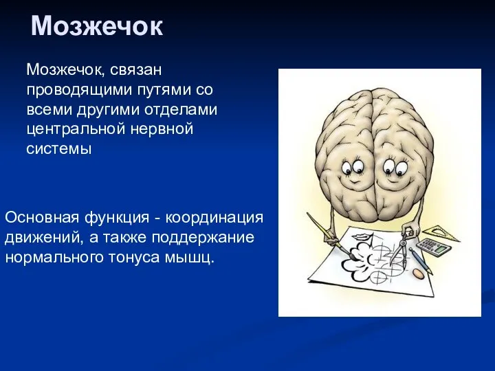 Мозжечок Мозжечок, связан проводящими путями со всеми другими отделами центральной нервной системы