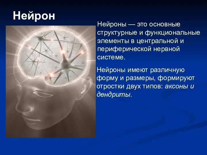 Нейрон Нейроны — это основные структурные и функциональные элементы в центральной и