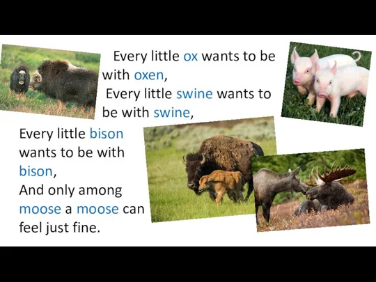 Every little bison wants to be with bison, And only among moose
