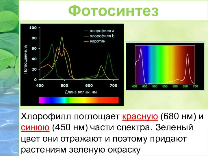 Хлорофилл поглощает красную (680 нм) и синюю (450 нм) части спектра. Зеленый