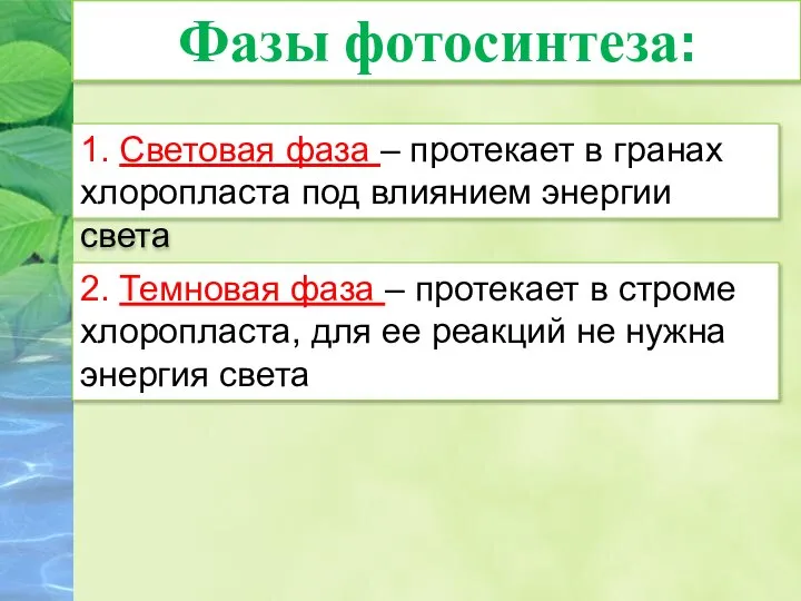 Фазы фотосинтеза: 1. Световая фаза – протекает в гранах хлоропласта под влиянием