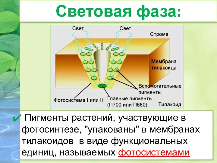 Световая фаза: Пигменты растений, участвующие в фотосинтезе, "упакованы" в мембранах тилакоидов в