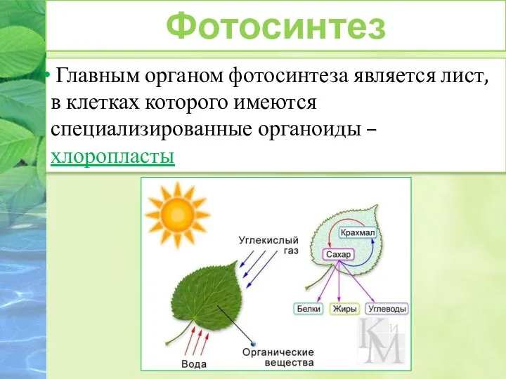 Главным органом фотосинтеза является лист, в клетках которого имеются специализированные органоиды – хлоропласты Фотосинтез