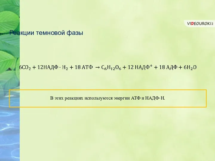 Реакции темновой фазы В этих реакциях используются энергии АТФ и НАДФ·Н.