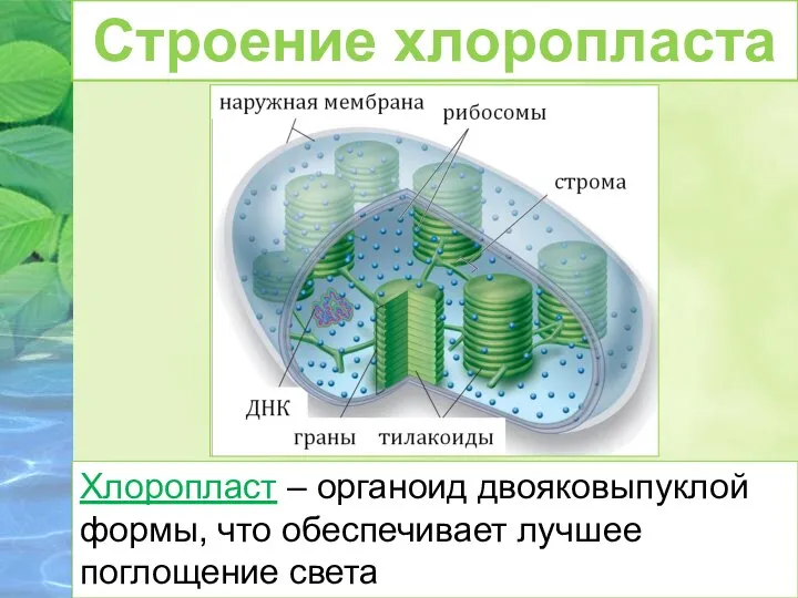 Хлоропласты Хлоропласт – органоид двояковыпуклой формы, что обеспечивает лучшее поглощение света Строение хлоропласта