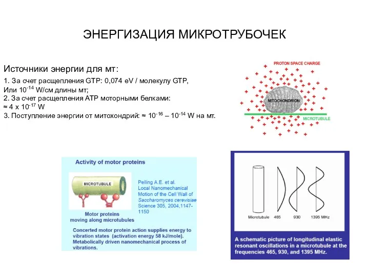 ЭНЕРГИЗАЦИЯ МИКРОТРУБОЧЕК Источники энергии для мт: 1. За счет расщепления GTP: 0,074