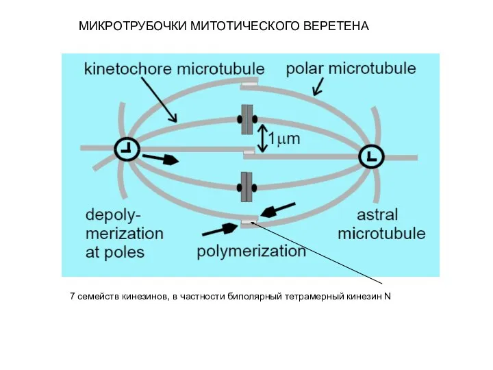 МИКРОТРУБОЧКИ МИТОТИЧЕСКОГО ВЕРЕТЕНА 7 семейств кинезинов, в частности биполярный тетрамерный кинезин N