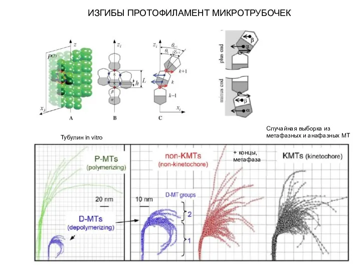 ИЗГИБЫ ПРОТОФИЛАМЕНТ МИКРОТРУБОЧЕК
