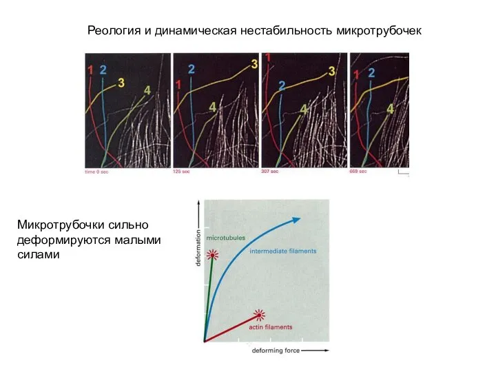 Реология и динамическая нестабильность микротрубочек Микротрубочки сильно деформируются малыми силами