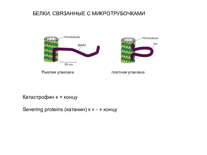 БЕЛКИ, СВЯЗАННЫЕ С МИКРОТРУБОЧКАМИ Рыхлая упаковка плотная упаковка Катастрофин к + концу