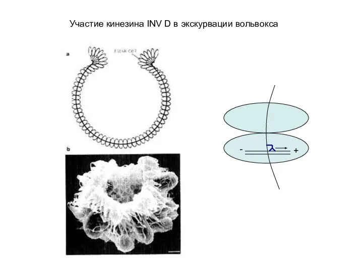 Участие кинезина INV D в экскурвации вольвокса + -
