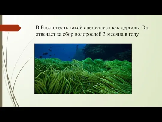 В России есть такой специалист как дергаль. Он отвечает за сбор водорослей 3 месяца в году.