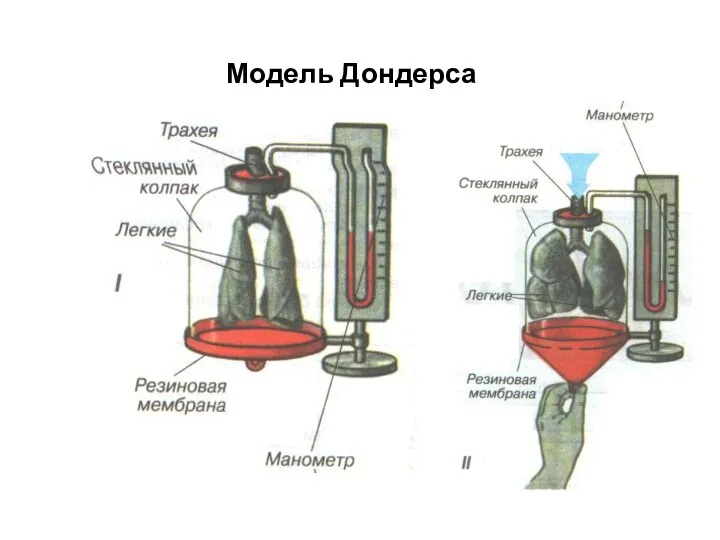 Модель Дондерса