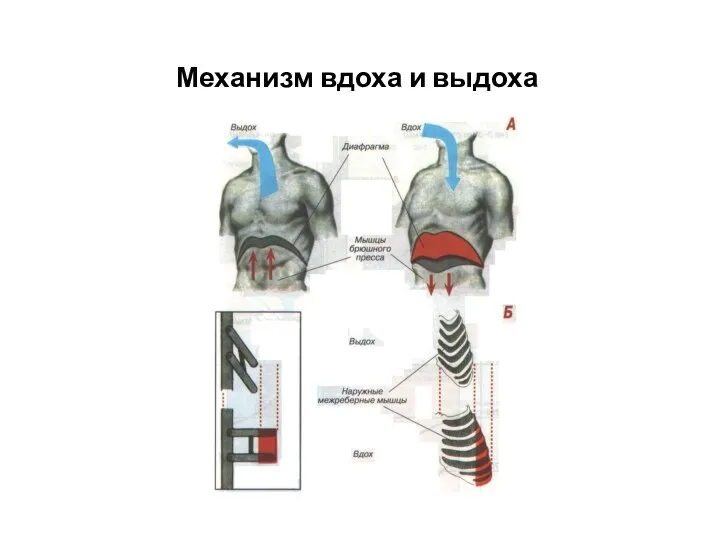 Механизм вдоха и выдоха