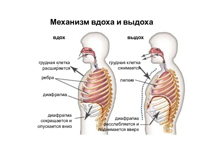 Механизм вдоха и выдоха вдох выдох грудная клетка расширяется грудная клетка сжимается