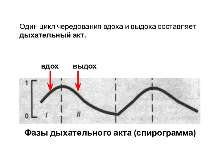 Фазы дыхательного акта (спирограмма) Один цикл чередования вдоха и выдоха составляет дыхательный акт. вдох выдох