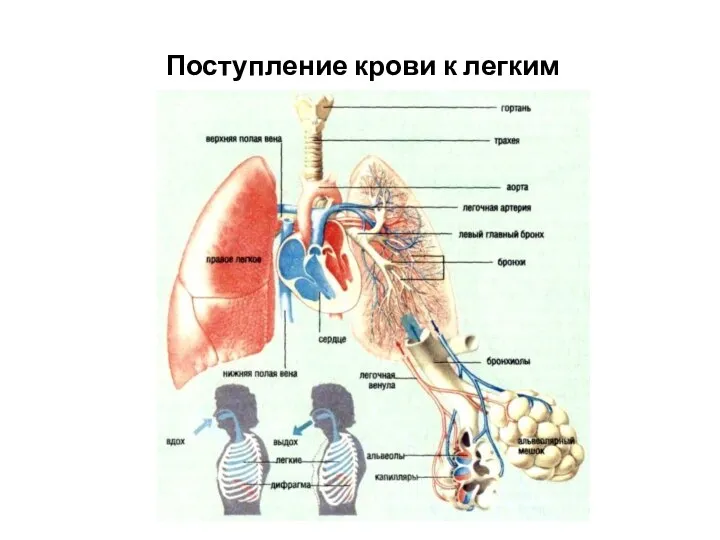 Поступление крови к легким