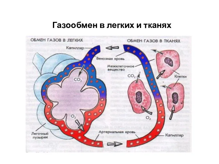 Газообмен в легких и тканях